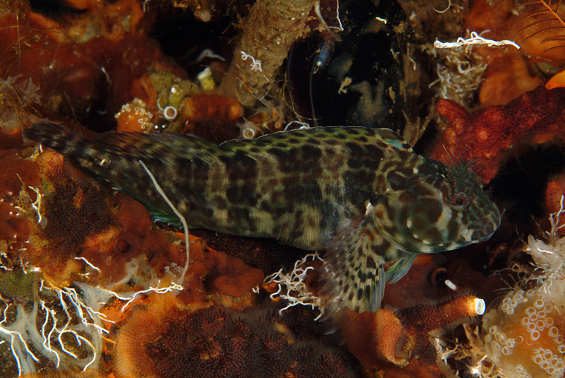 Hypleurochilus bananensis (Poll, 1959)